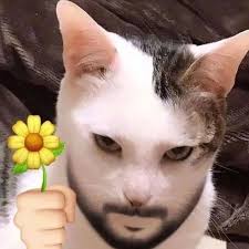 Cat holding a flower meme