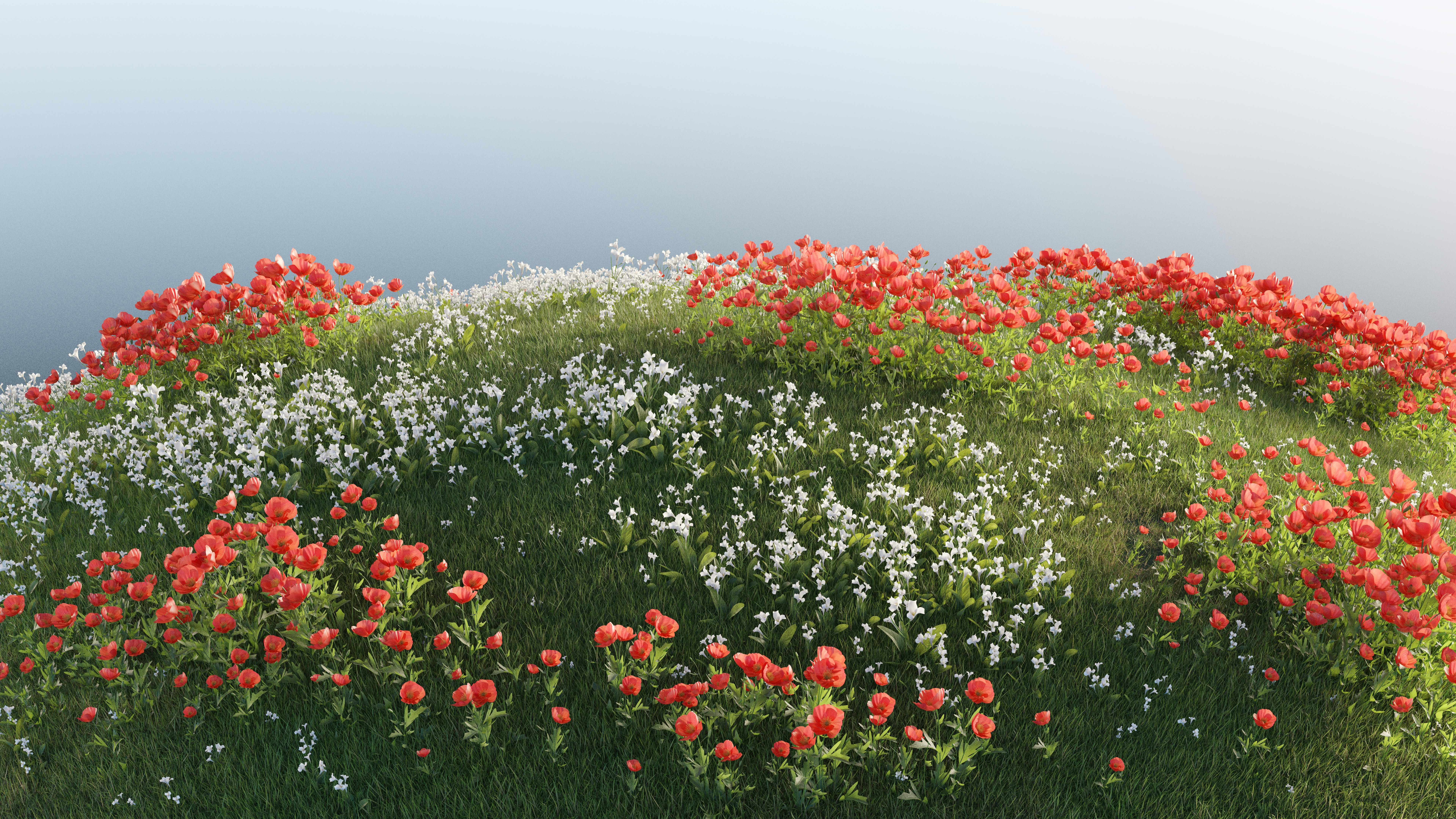 Lush poppy and white flower blossom field